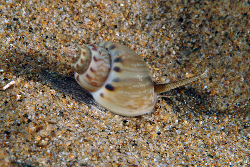 Nassarius mutabilis